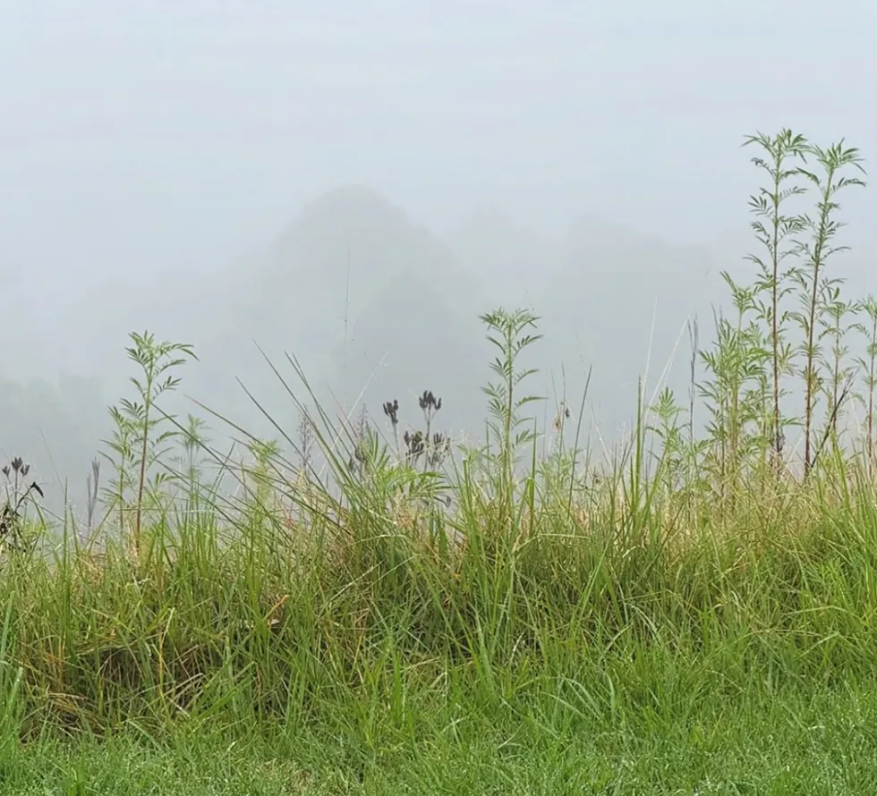 Visit the bunya mountains